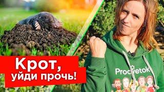 КРОТЫ УБЕГУТ БЕЗ ОГЛЯДКИ И БОЛЬШЕ НЕ ВЕРНУТСЯ! 5 эффективных способов борьбы с кротами