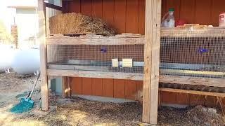 How to Determine Your Best Rabbit Housing | Meat Rabbits 103