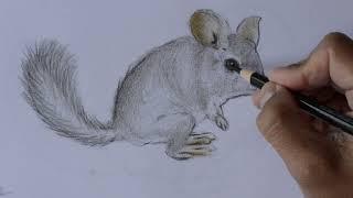 Como dibujar una Chinchilla paso a paso ¡muy fácil!  