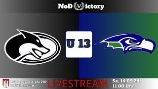 U 13 | Hamburg Little Huskies VS Bremerhaven Little Seahawks | 14.09.2024 | 11:00 Uhr