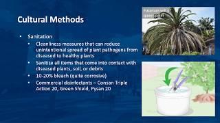 Disease Management in Ornamental Plants