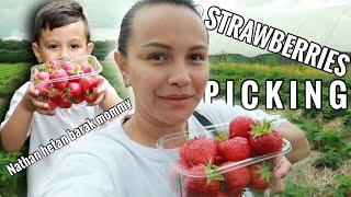 KU'U STRAWBERRY TO BARUK | HAN KEDAN IHA NIA HU'UN | FAMILY VLOG