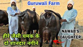 Very Special Video - Guruwali Farm के शानदार नगीने Top Quality Murrah Buffaloes ️