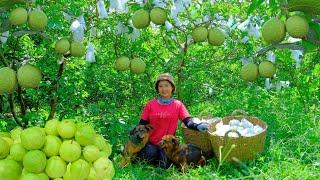 Harvesting Guava Goes To Market Sell - Puppy Care & Cooking, Farm, Daily Life | Tieu Lien