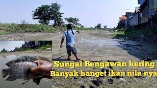 Rejeki tak terduga Nemu banyak ikan nila di sungai Bengawan yang mengering