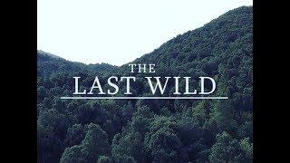 The Last Wild - [Short Film]