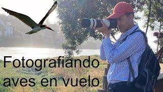 Let's photograph birds in action with not too expensive equipment THE BLACK SKIMMER