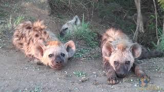 Baby Spotted Hyenas
