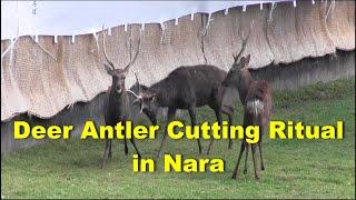 Japanese Deer Antler Cutting Ritual in Nara - Shika no Tsunokiri 鹿の角切