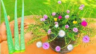 Best Fertilizer For Portulaca ( Moss Rose 9,O Clock ) || Natural Fertilizer For Portulaca