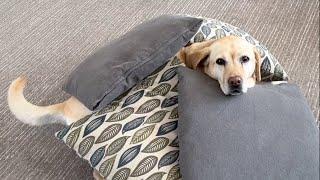 Stella Steals Pillows