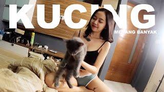 KUCING NIH | vlog #17