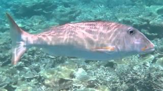 Maldives 2011 - Underwater - 25