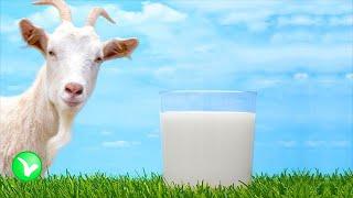 Козье молоко - польза или вред?