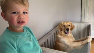 Adorable Golden Retriever Steals Baby Cot And makes Him Cry!!