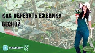 Как обрезать ежевику весной