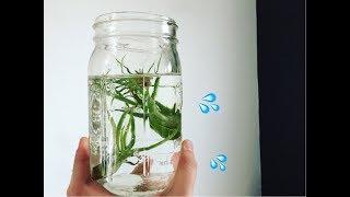 AIR PLANT WATERING & TIPS 