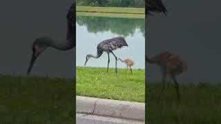 Sand Crane Family  #connectwithnature #animals #birdwatching #nature #cute