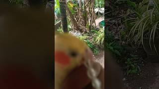 #vavachu #poxy #myhandsomeparrotvasu #birds