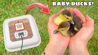 HATCHING OUT BABY DUCKLINGS!