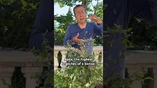 Creating the Apex in Bonsai #shorts #bonsai #bonsaitree #gardening #plants