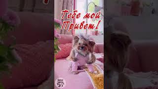 Доброе утро! Отличного настроения !