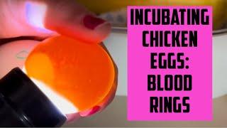 Incubating Chicken Eggs: Day 4 & Blood Rings