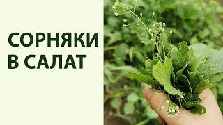 Сорняки которые можно есть. 11 съедобных трав на участке