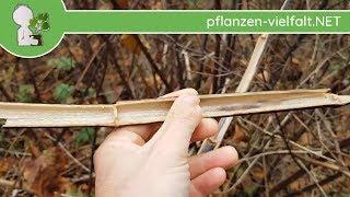 Staudenknöterich - Pflanzenreste/Skelette - 13.11.18 (Fallopia japonica) - Wildpflanzen  bestimmen