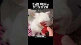 안보면 후회하는 웃긴 토끼 모음