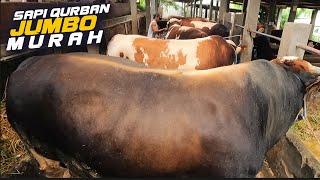 Sapi Qurban Jumbo Termurah Di Jakarta Selatan, Cukup Dp 5 Juta aje