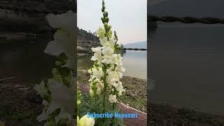 Beautiful Phewa Lake #travel #nature #naturevideography