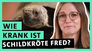 Tierärztin werden: Berufseinstieg in der Kleintierpraxis | alpha Uni