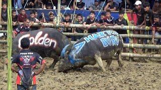 Hartop Biru Kel. Jack Tondon silaga Golden - Budaya Toraja "Ma'pasilaga Tedong"