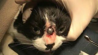 Enormous Cuterebra Removed From Inside Kitten's Nose (Part 106)