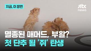 멸종된 매머드, 부활 가능?…첫 단추 될 '쥐' 탄생｜지금 이 장면