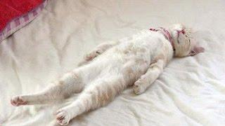 14 Weird Sounds Cats Make
