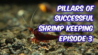 Pillars of Shrimp keeping and breeding for beginners: Episode 3: Patience