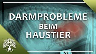 Darmprobleme bei Hund und Katze – Dr. Jutta Ziegler & Dirk Schrader