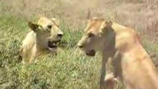 Des lions au serengeti face aux 4x4