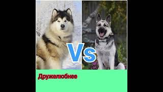 Аляскинский маламут VS восточно-европейская овчарка: кто победит? Animals VS