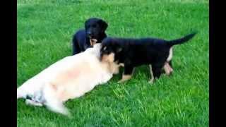 Labernese Puppies - www.greenfieldpuppies.com