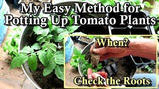 When & How to Pot-Up Tomato Seed Starts or Transplants: The Simple Quick Basics