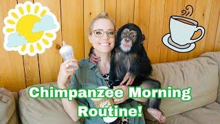 Baby Chimp Morning Routine