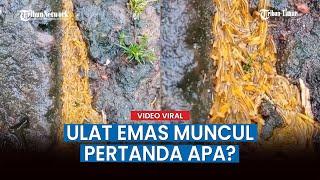 Viral Video Kemunculan Ulat Emas di Bedugul Bali, ini Kata Ahli