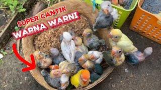 Senangnya meloloh lovebird sebanyak ini | 100% hidup semua