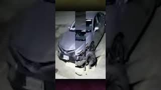 Cats vs Dogs | Unlucky Car Owner