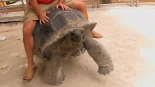 Riding the BFT! (Big Friendly Tortoise)