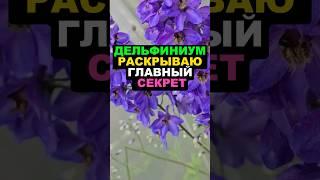 Дельфиниум раскрываю главный секрет #секреты #цветы #сад #дача #огород #желание #дельфиниум