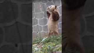 Brown Panda Qi Zai’s Favorite Snack #funny #cute #panda #brownpanda #qizai  #fyp #pandalover